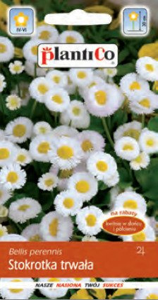 Stokrotka trwała biała 0,1g