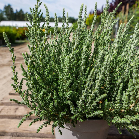 Wrzos pospolity biały kwiat liście srebrno-zielone sadzonki