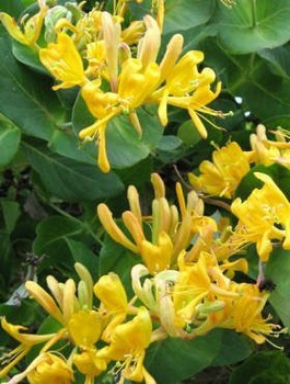 Wiciokrzew Tellmanna (C2)