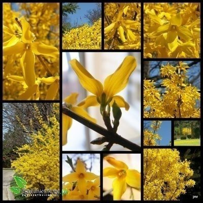 Forsycja pośrednia Spectabilis PA80