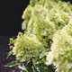 Hortensja bukietowa Royal Flower (P9)