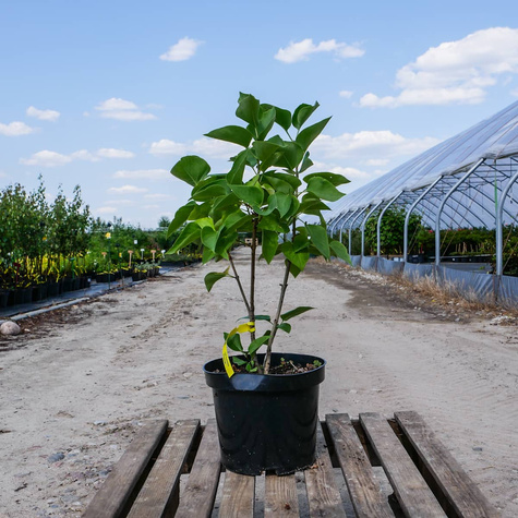 Lilak pospolity Katherine Havemeyer (C2)