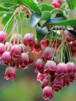 Enkiant dzwonkowaty (C2)