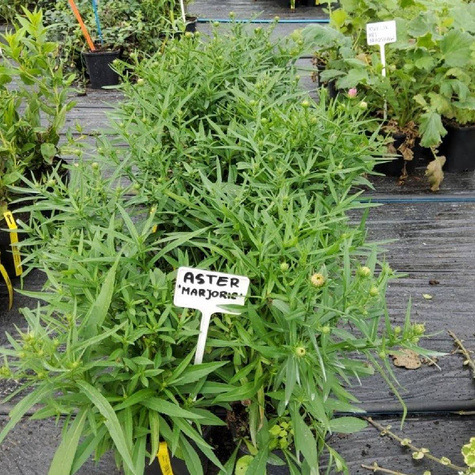 Aster krzaczasty Marjorie fioletowy