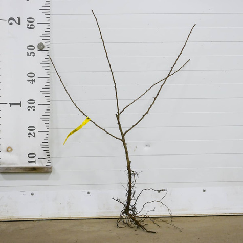 Agrest biały Invicta Plant Pack