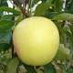 Jabłoń Golden Reinders Delicious Plant Pack 