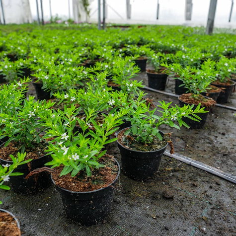 Kufea hyzopolistna biała Mirt SADZONKA Zimozielona