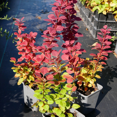 Berberys thunberga Neon (P9)