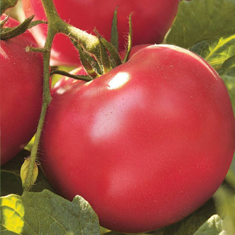 Pomidor pod osłony Pink Sun Seria Profi 0,01g