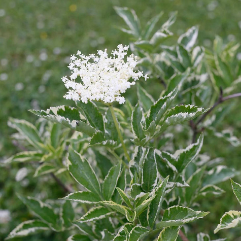 Bez czarny Variegata