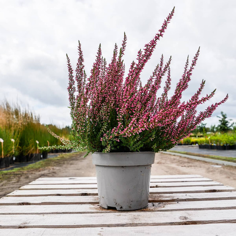 Wrzos pospolity różowy pączkowy