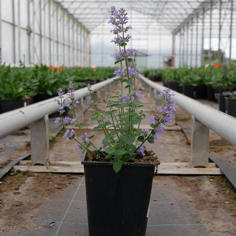 Kocimietka Faassena Cat’s Pajamas Blue (C2)