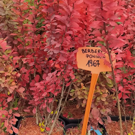 Berberys Thunberga Powwow (C2)