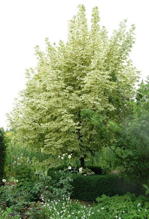 Klon pospolity Drummondi szczepiony na pniu (Pa 120/140, obw. 4/6cm, H-200/300)