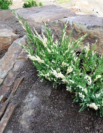 Jałowiec płożący Andorra Variegata