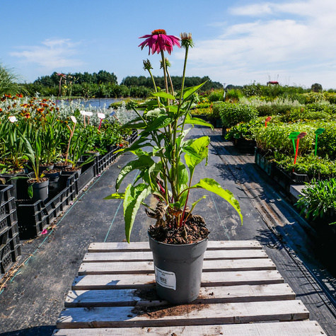 Jeżówka purpurowa (C2)