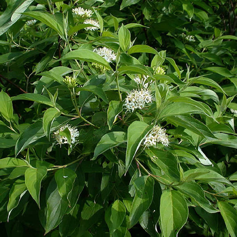 Dereń jedwabny (C2)