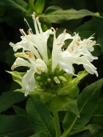 Pysznogłówka ogrodowa Schneewittchen (C2)