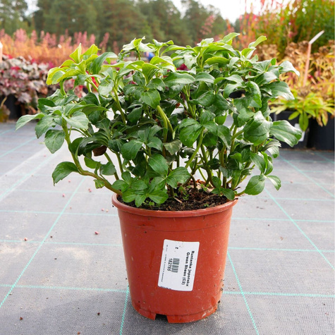 Runianka japońska Green Sheen (C2)