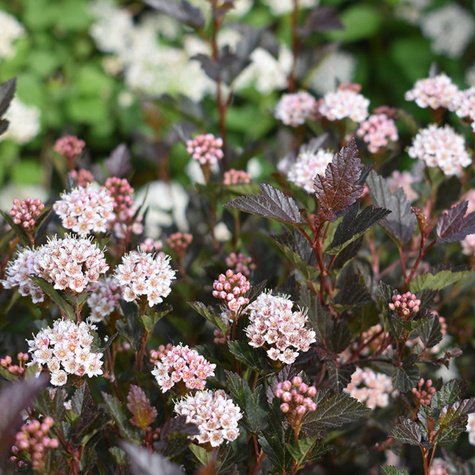 Pęcherznica kalinolistna Litle Devil Donna May (C1.7)