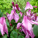 Powojnik Clematis bylinowy Alionushka (C2)
