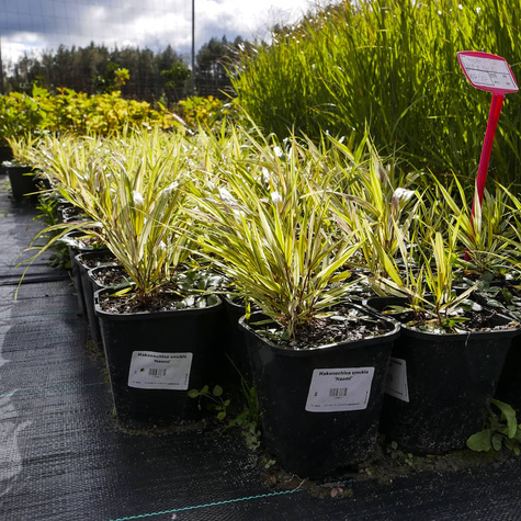 Hakonechloa smukła Naomi (C2)