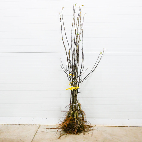 Jabłoń typu Red Chief Camspur Plant Pack