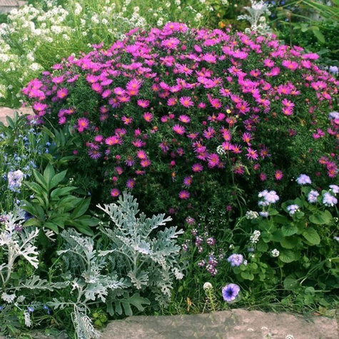 Aster krzaczasty Jenny różowy (C2)