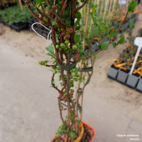 Pigwowiec japoński Sargentii (C2)