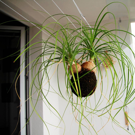 Beukarnea wygięta Nolina Beaucarnea recurvata Noga słonia 5szt nasion