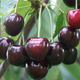 Czereśnia Tamara NAJWIĘKSZE OWOCE Plant Pack