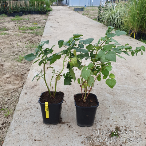 Malinojeżyna w doniczce. Obfite plony.