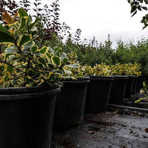 Ostrokrzew Golden King (C20)