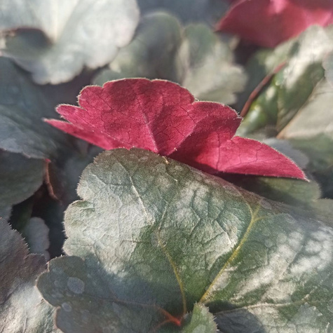 Żurawka kosmata Hip Hip Hooray (C2)