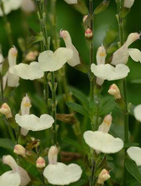 Szałwia greggii Mirage Cream (C2)