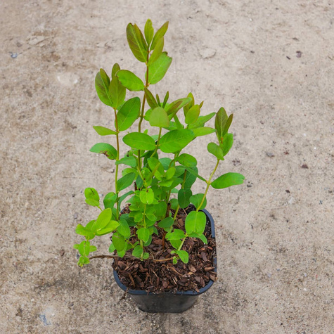 Jagoda kamczacka Pruhonicky letni