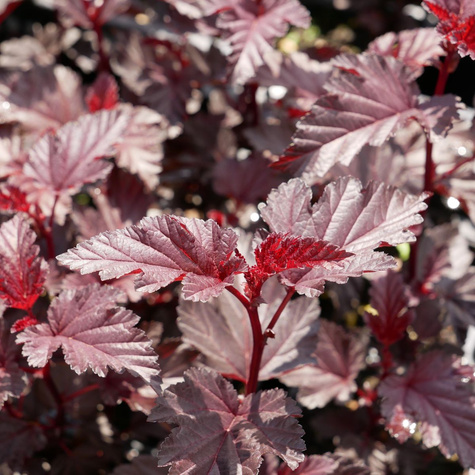 Pęcherznica kalinolistna Purple Horizon (C2)