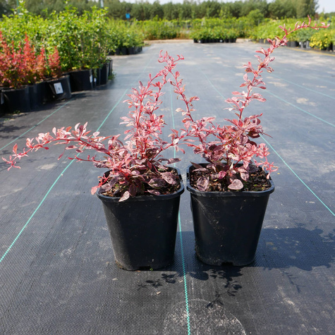 Berberys Thunberga Pink Bird (C2)