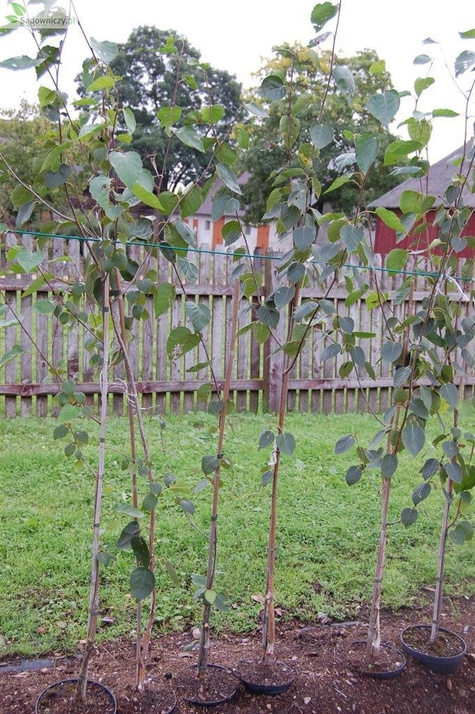 Brzoza pożyteczna odm. jacquemontii