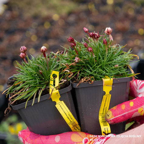 Zawciąg nadmorski Splendens (C2)