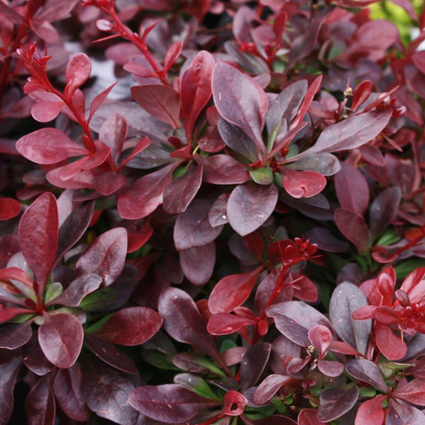 Berberys Thunberga Carmen (C2)