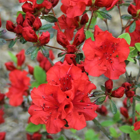 Azalia japońska Rubinetta (C2)