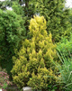 Cyprysik groszkowy pierzasty złocisty Plumosa Aurea