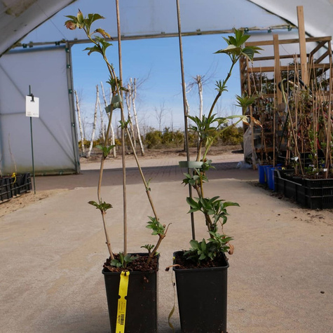 Bez czarny Bez dziki Bzowina czarna Haschberg