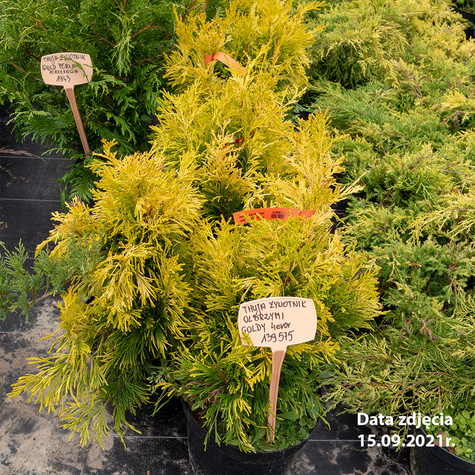 Thuja Tuja Żywotnik olbrzymi Goldy 4ever Żółta zimą (C2)