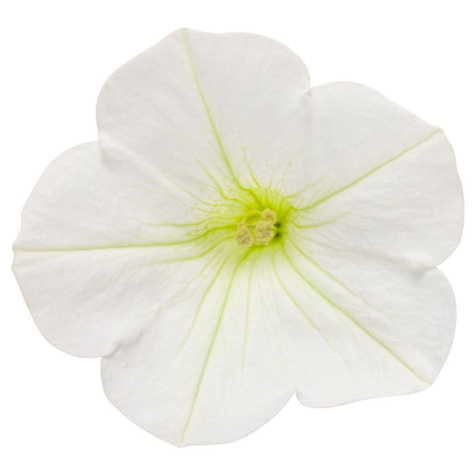 Surfinia Supertunia Mini Vista White samoczyszcząca