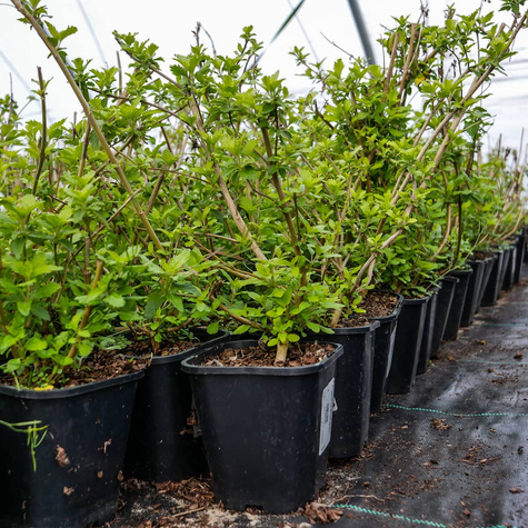 Barbula klandońska Hint of Gold (C2)