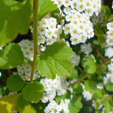 Tawuła trójłatkowa biała (C2)