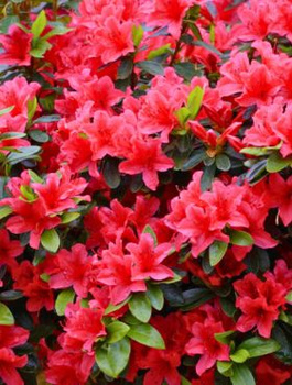 Azalia japońska Romantyczna czerwona (C2)