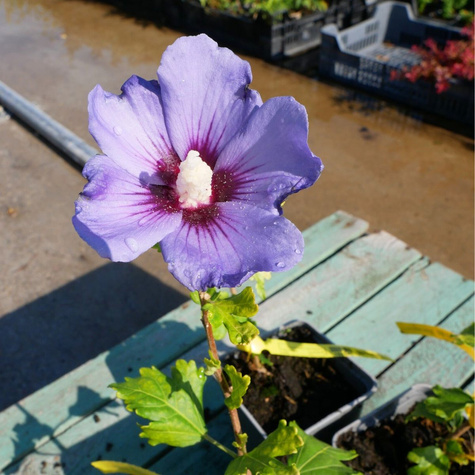 Ketmia syryjska Hibiskus Oiseau Bleu (P9)